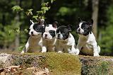 BOULEDOGUE FRANCAIS 363